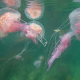 Пляжи Испании снова атаковали медузы