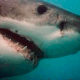 В Австралии разрешили отстрел акул, чтобы сделать пляжный отдых более безопасным