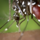 На Мадейре зафиксированы случаи тропической лихорадки