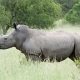 В Южной Африке носорог напал на туристку